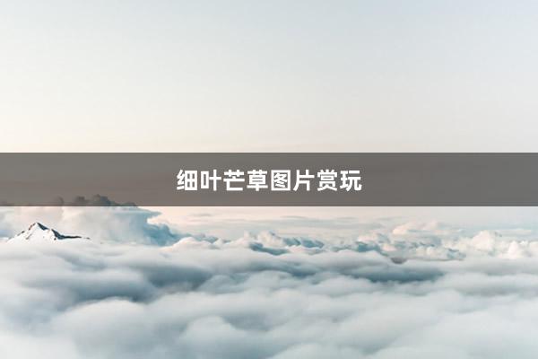 细叶芒草图片赏玩